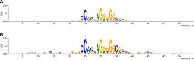 Prediction of CTCF loop anchor based on machine learning